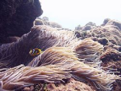 " Clownfish in the Current ", the Clownfish looked franti... by Nicolas Pohl 